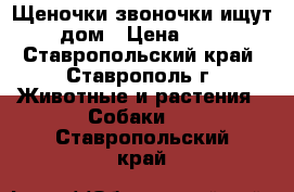 Щеночки звоночки ищут дом › Цена ­ 1 - Ставропольский край, Ставрополь г. Животные и растения » Собаки   . Ставропольский край